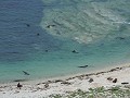 Kaikoura - Peninsula wandeling - Hoeveel zeeberen 