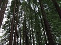 Rotorua - Hamurana bronnen - red wood