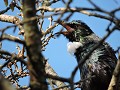 Met Jan - Jackson Bay route - Hapuka Estuary wande