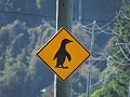 Dunedin - Wildlife tour - Opgepast voor oversteken