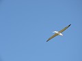 Dunedin - Wildlife tour - Royal Albatros