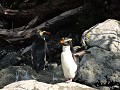 Milford Sound - Fiordland crested pinguin