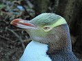 Dunedin - Wildlife tour - Yellow eyed pinguin
