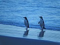 Dunedin - Wildlife tour - Yellow eyed pinguins kom