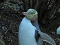 Dunedin - Wildlife tour - Yellow eyed pinguin