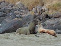 Dunedin - Wildlife tour - Zeeleeuwen