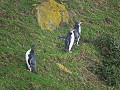 Dunedin - Wildlife tour - Yellow eyed pinguins