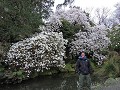 Christchurch - Botanische tuin met bloesem