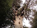 Grootste Kauriboom