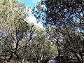 Mangrove op weg naar Harura waterval