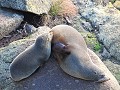 Cape Foulwinds - Zeeberen