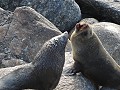 Cape Foulwinds - Zeeberen