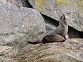 Abel Tasman National Park - Zeeberen kolonie