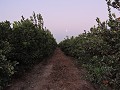 Chincha - Rondtrip met Jose - De fruitplantage