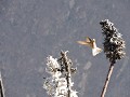 Colca Canyon - Cruz del Condor