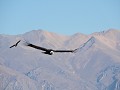 Colca Canyon - Cruz del Condor