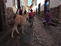 Cusco - Even met de alpaca op wandel