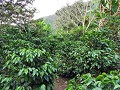 Salkantay trek - Dag 3 - Freddy's coffee farm