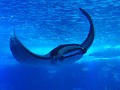 Lissabon - Oceanário de Lisboa