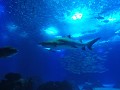Lissabon - Oceanário de Lisboa