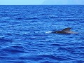 Tenerife - Boottocht - Grienden