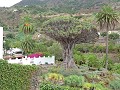 Tenerife - Icod De Los Vinos - De 1000 jaar oude d