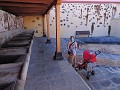 Tenerife - La orotava - De gemeenschappelijke wasp