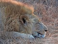 Hlane Royal National Park - Safari