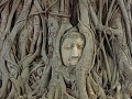 Ayutthaya - De allerbekendste foto - Wat Mahathat
