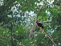 Khao Yai nationaal park - Een mooie vogel