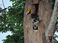 Khao Yai nationaal park - Neushoornvogel (vrouwtje