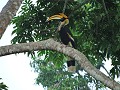 Khao Yai nationaal park - Neushoornvogel (mannetje
