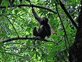 Khao Yai nationaal park - Gibbon