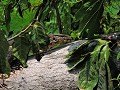 Khao Yai nationaal park - Enorme leguaan