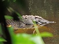 Khao Yai nationaal park - Krokodil gevonden