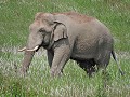 Khao Yai nationaal park - Aziatische olifant