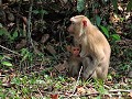 Khao Yai nationaal park - Moeder aap met een jonki
