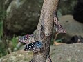 Khao Yai nationaal park - Vlinders