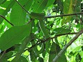 Khao Yai nationaal park - Viper