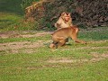 Khao Yai nationaal park - Spelende apen