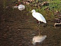 Khao Yai nationaal park - Reiger