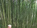 Sapa - Tweedaagse wandeling - Bamboe bos