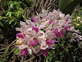 Mekong Delta - Boottour  - Prachtige orchidee