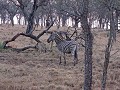 Manyoni private game reserve - Game drive