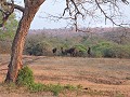 Manyoni private game reserve - Game drive
