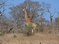 Manyoni private game reserve - Game drive