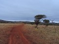 Manyoni private game reserve - Game drive