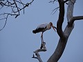 Manyoni private game reserve - Game drive