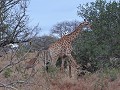 Manyoni private game reserve - Game drive