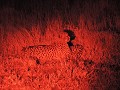 Manyoni private game reserve - Game drive